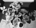Don't be 'Green' On Your Plant Care