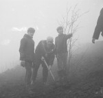 Tree planting on a foggy morning